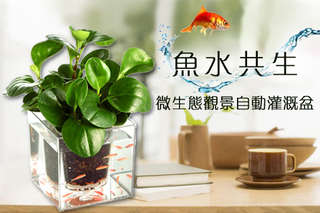 每入只要209元起,即可享有魚水共生微生態觀景自動灌溉盆〈一入/二入/四入/六入/八入〉
