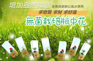 每入只要210元起,即可享有無菌栽培瓶中花〈任選二入/四入/六入/八入,品種可選:玫瑰/發財樹/幸運樹〉