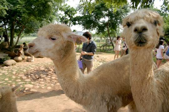 月眉天马牧场(0)