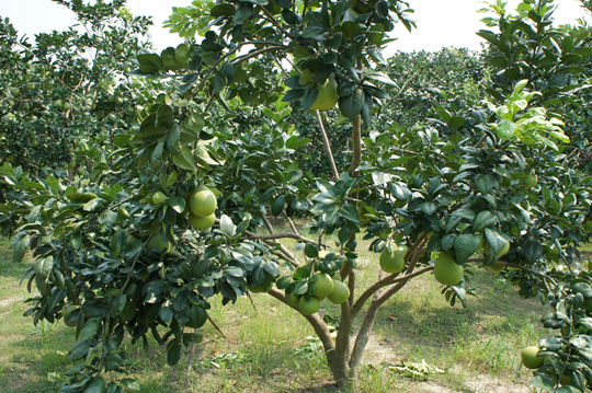 2013年吃文旦赶早趁现在,中秋送礼首选,【台南麻豆老欉文旦】皮薄汁多