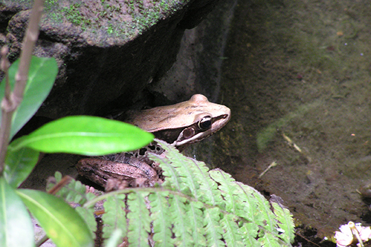 包含了阿嬷养的爬树鸡,大鼎爌肉,葱香菜脯炒蛋,油封卤笋乾,五香卤豆乾