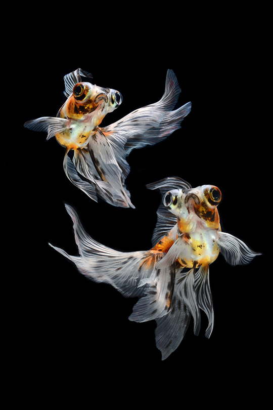 只要180元,即可享有【梦幻金鱼特展】单人预售票一张