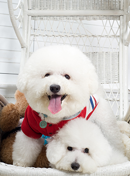 (情侣照/个人写真/孕妇写真/全家福 四选一)-gomaji 够麻吉